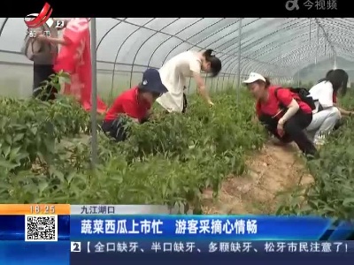九江湖口：蔬菜西瓜上市忙 游客采摘心情畅