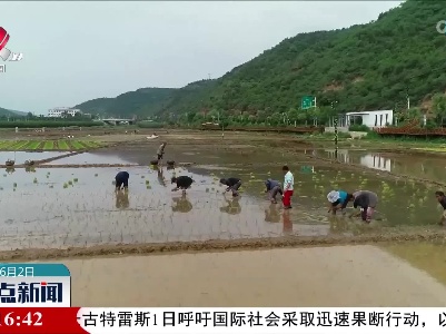黄土高原水稻飘香