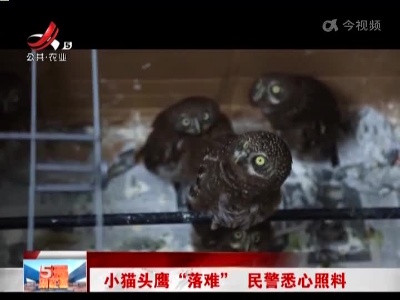 小猫头鹰“落难”民警悉心照料