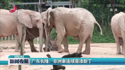 广东长隆：非洲象连续喜添新丁