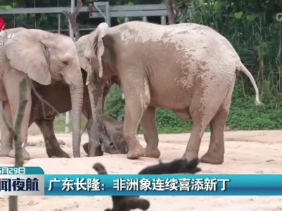 广东长隆：非洲象连续喜添新丁