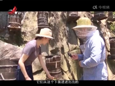 稻花香里20220622 乡村振兴进行时——深山里的甜蜜舞者