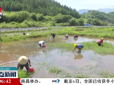 龙虎山里小山村 田螺养殖也富民