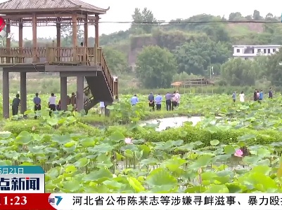 新余：夏至赏荷正当时