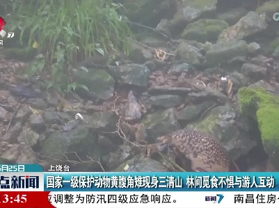 国家一级保护动物黄腹角雉现身三清山 林间觅食不惧与游人互动