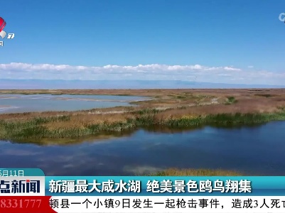 新疆最大咸水湖 绝美景色鸥鸟翔集