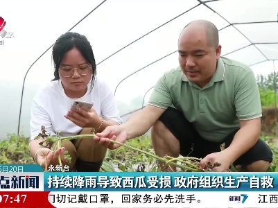 持续降雨导致西瓜受损 政府组织生产自救