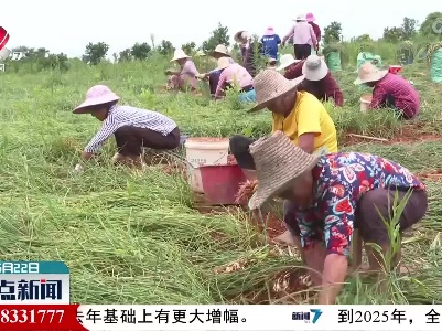 樟树市2万多亩藠头喜获丰收