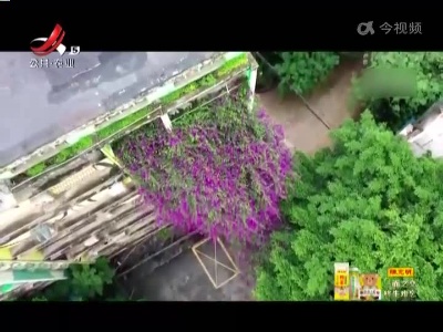 重庆：涂鸦街里的30米三角梅“花瀑”