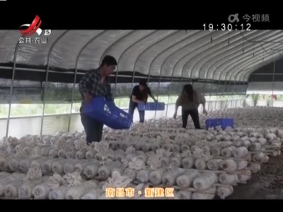 稻花香里20220621 乡村振兴进行时——网红“平菇哥”的新花样