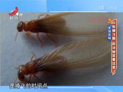 生活百科——白蚁婚飞期 防治秘笈看这里