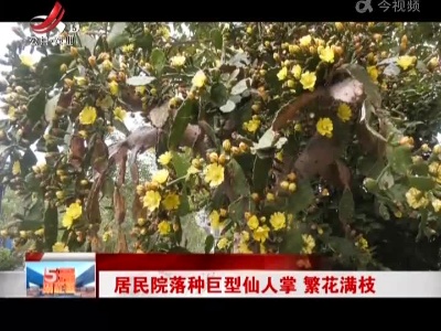 居民院落种巨型仙人掌 繁花满枝