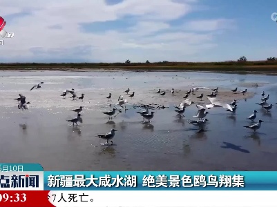 新疆最大咸水湖 绝美景色鸥鸟翔集
