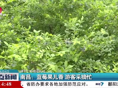 【端午小长假这么过】南昌：蓝莓果儿香 游客采摘忙