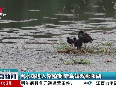 黑水鸡进入繁殖期 雏鸟嬉戏鄱阳湖