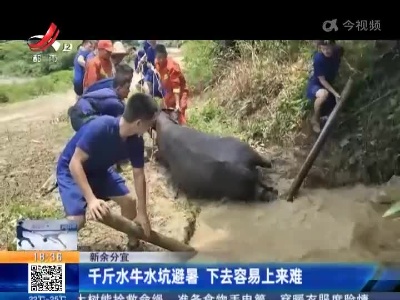 新余分宜：千斤水牛水坑避暑 下去容易上来难