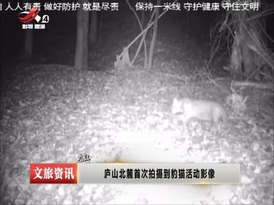 九江：庐山北麓首次拍摄到豹猫活动影像