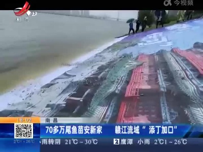 南昌：70多万尾鱼苗安新家 赣江流域“添丁加口”