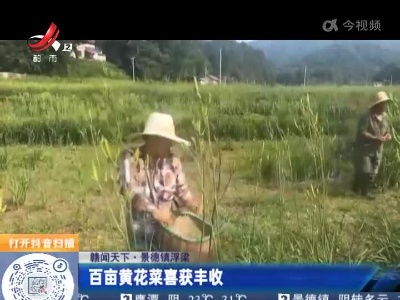 【赣闻天下】景德镇浮梁：百亩黄花菜喜获丰收