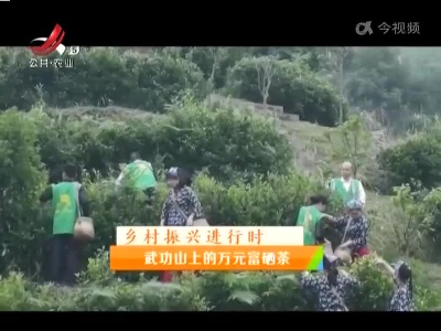 稻花香里20220601 乡村振兴进行时——武功山上的万元富硒茶