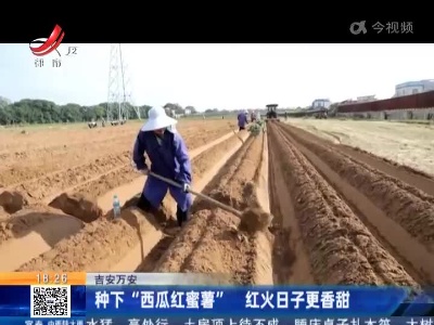 吉安万安：种下“西瓜红蜜薯” 红火日子更香甜