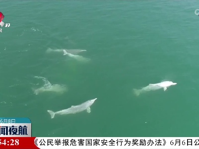 广西北部湾：可爱的中华白海豚