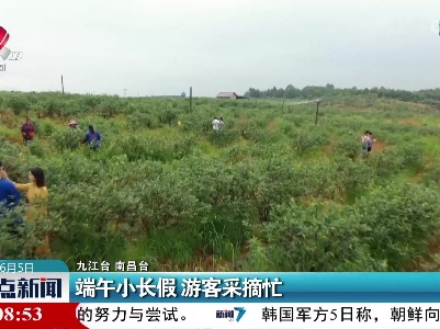 端午小长假 游客采摘忙