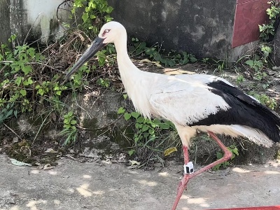 上饶鄱阳：东方白鹳“病愈出院” 重返蓝天