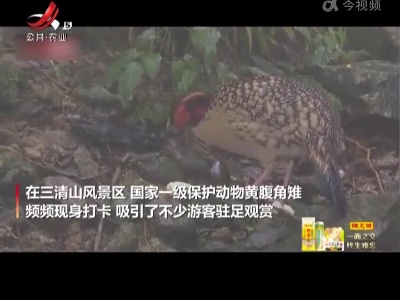 “鸟中大熊猫”现身三清山