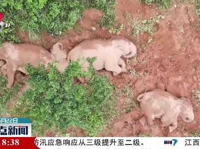亚洲象宝贝在“午睡”