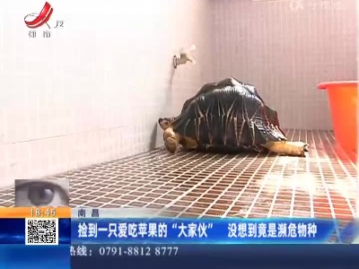 南昌：捡到一只爱吃苹果的“大家伙” 没想到竟是濒危物种
