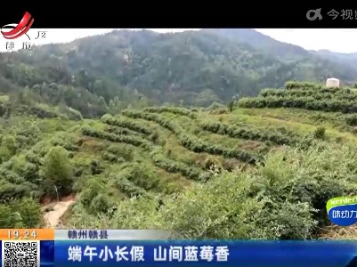 赣州赣县：端午小长假 山间蓝莓香