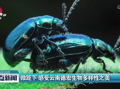 微距下 感受云南德宏生物多样性之美