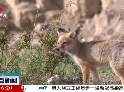 太萌！格尔木河畔多只赤狐玩耍纳凉