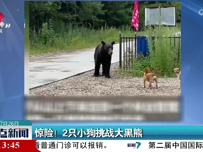 惊险！2只小狗挑战大黑熊