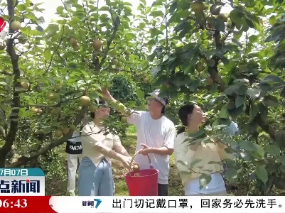 峡江：小暑时节到 翠冠梨丰收