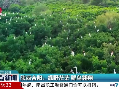 陕西合阳：绿野茫茫 群鸟翱翔