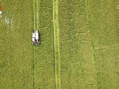 江西早稻大范围开镰 各地落实举措确保颗粒归仓