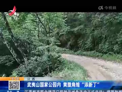 江西：武夷山国家公园内 黄腹角雉“添新丁”