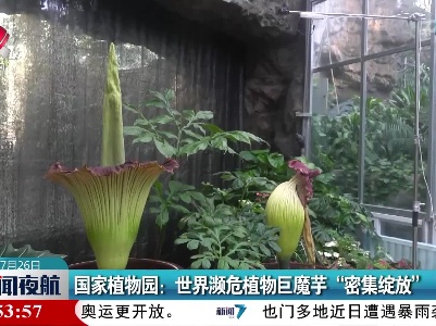 国家植物园：世界濒危植物巨魔芋“密集绽放”