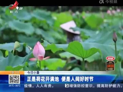 【今日小暑】正是荷花开满池 便是人间好时节