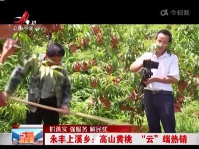 【抓落实 强服务 解民忧】永丰上溪乡：高山黄桃“云”端热销