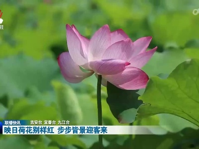 映日荷花别样红 步步皆景迎客来