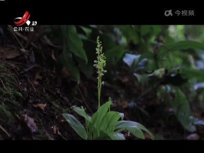 赣州石城：江西首次发现珍稀濒危物种二脊沼兰