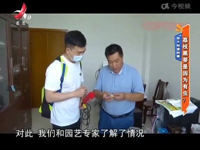 你知不知道的事——荔枝黑蒂是因为有虫？