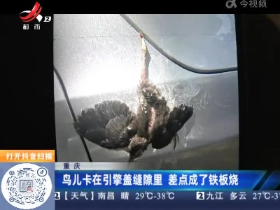 重庆：鸟儿卡在引擎盖缝隙里 差点成了铁板烧