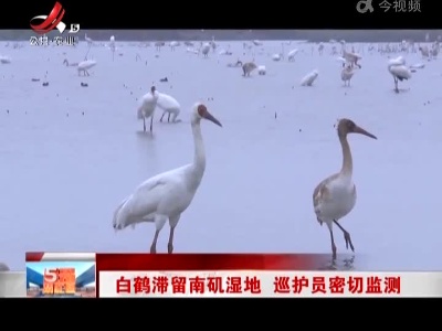 白鹤滞留南矶湿地 巡护员密切监测