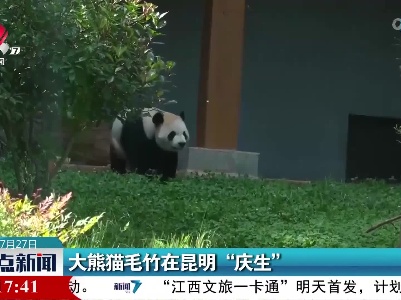 大熊猫毛竹在昆明“庆生”