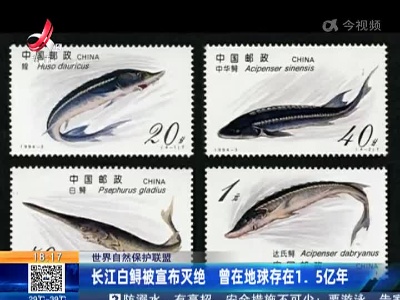 【世界自然保护联盟】长江白鲟被宣布灭绝 曾在地球存在1.5亿年