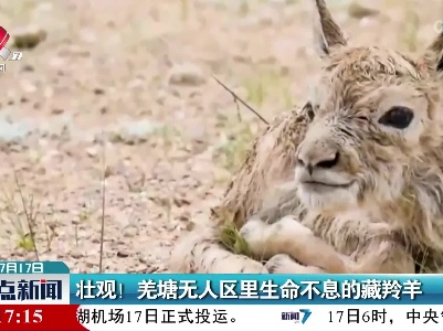 壮观！羌塘无人区里生命不息的藏羚羊